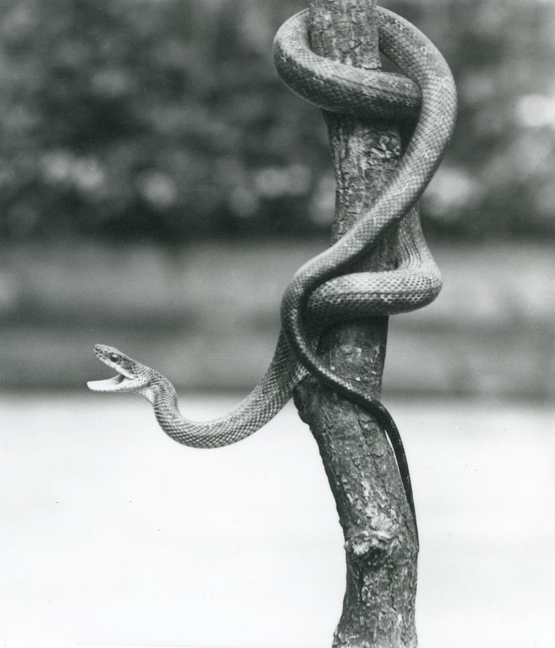 Rozdziawiony Texas Rat Snake zwinięty wokół pionowej gałęzi w londyńskim zoo w sierpniu 1928 r. (zdjęcie czarno-białe) autorstwa Frederick William Bond