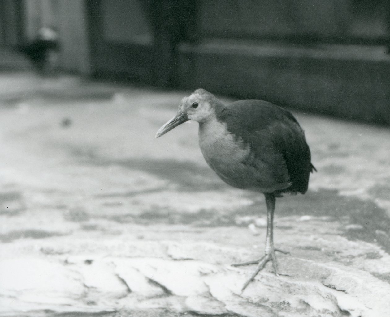 Drewniana poręcz z szarą szyjką lub szara drewniana poręcz (Aramides cajaneus) stojąca na jednej nodze w londyńskim zoo we wrześniu 1927 r. autorstwa Frederick William Bond