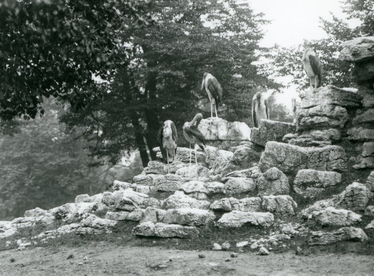 Grupa pięciu bocianów Marabou stojących na skałach na wybiegu antylop w londyńskim zoo w 1928 r. (zdjęcie czarno-białe) autorstwa Frederick William Bond