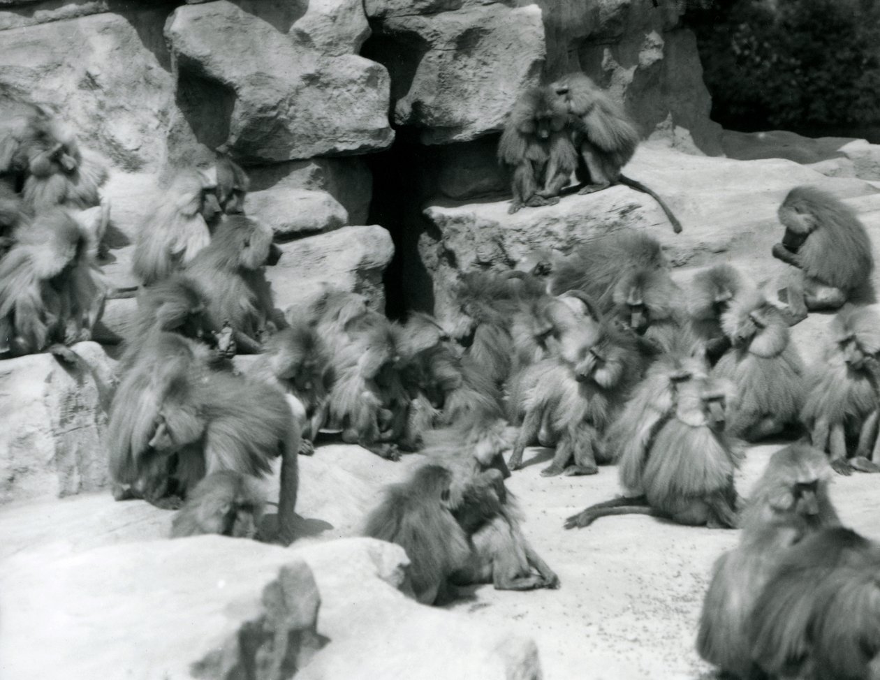 Grupa lub oddział świętych pawianów siedzących na skałach w ich wybiegu, londyńskie zoo, lipiec 1925 r. autorstwa Frederick William Bond