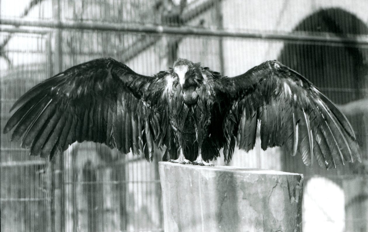 Zakapturzony sęp stojący na kłodzie z rozpostartymi skrzydłami, cieszący się kwietniowym prysznicem w londyńskim zoo, przed 1930 r. (zdjęcie czarno-białe) autorstwa Frederick William Bond