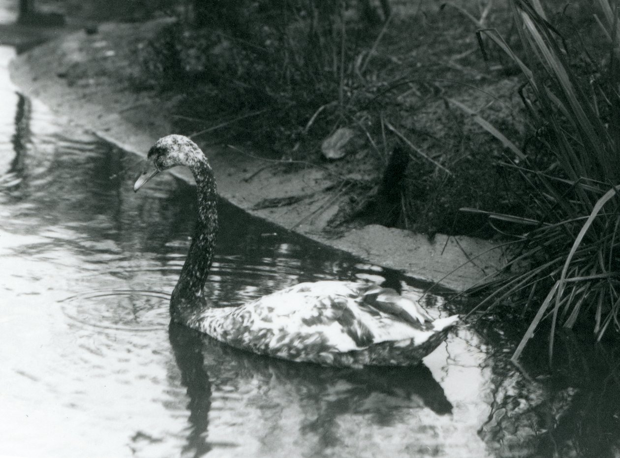 Łabędź hybrydowy, Mute x Black, pływający w stawie w londyńskim zoo w 1927 r. autorstwa Frederick William Bond