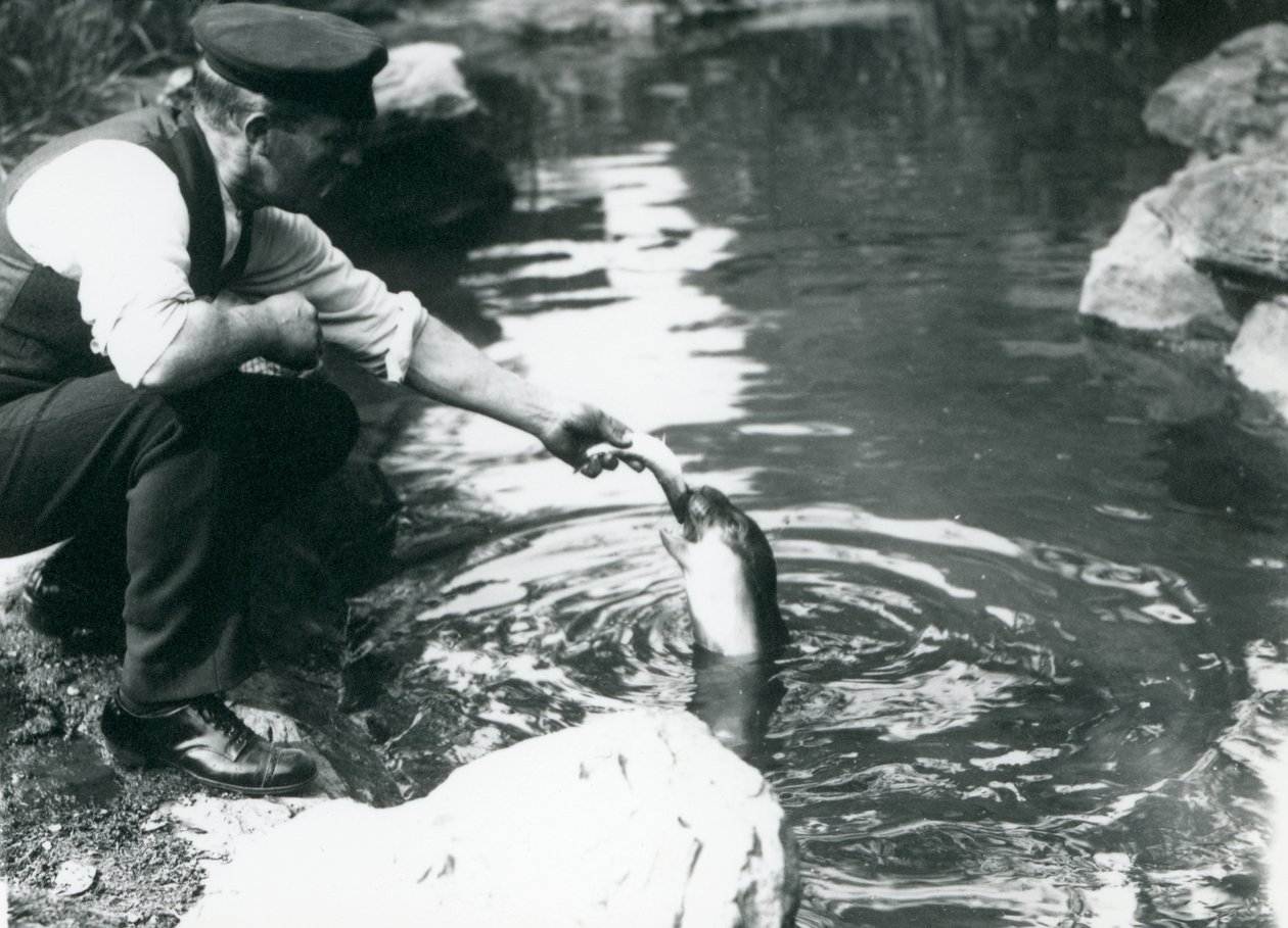 Opiekun karmiący ryby młodą foką kapturową w basenie w londyńskim zoo, czerwiec 1914 r. autorstwa Frederick William Bond