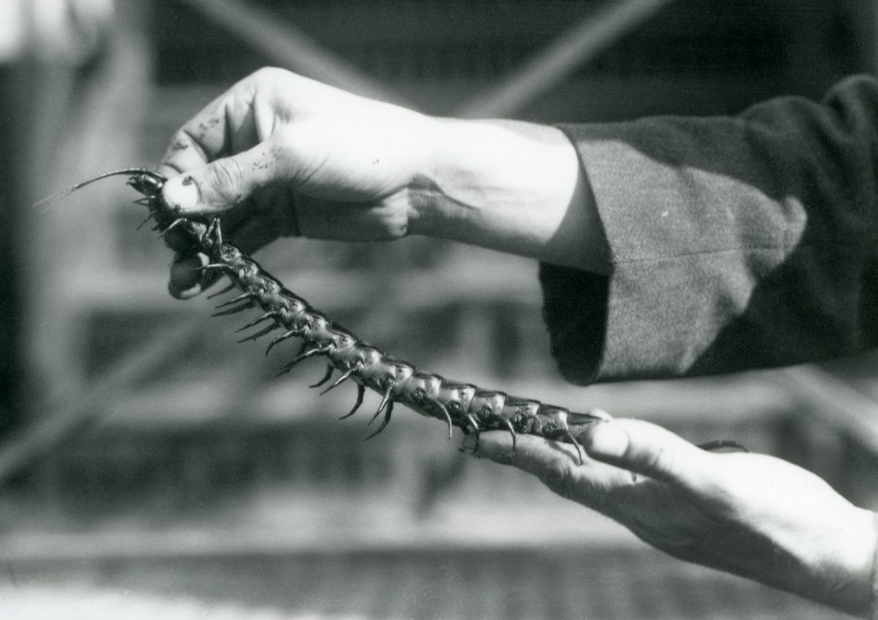 Opiekun trzymający w dłoniach olbrzymią stonogę, londyńskie zoo, 1927 autorstwa Frederick William Bond