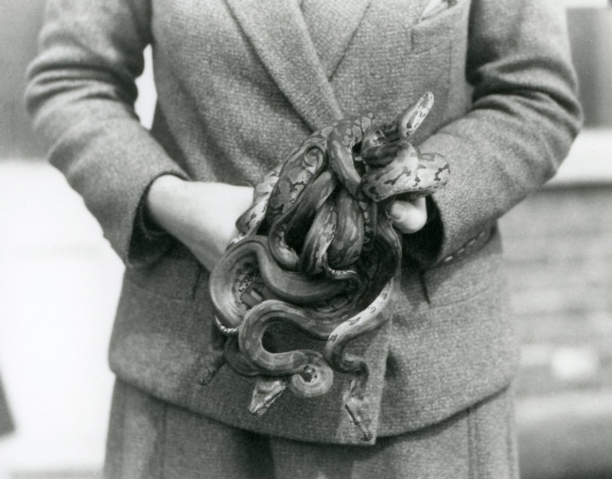 Opiekun trzymający węzeł młodego pytona królewskiego lub pytona kulistego w londyńskim zoo w 1931 r. (zdjęcie czarno-białe) autorstwa Frederick William Bond