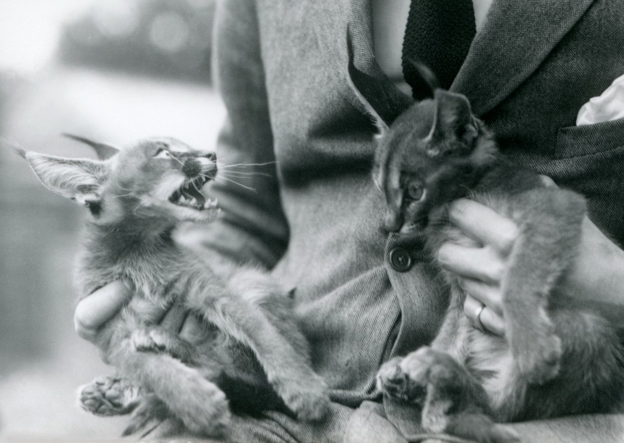 Opiekun trzymający na kolanach parę kociąt Caracal, londyńskie zoo, 1924 autorstwa Frederick William Bond