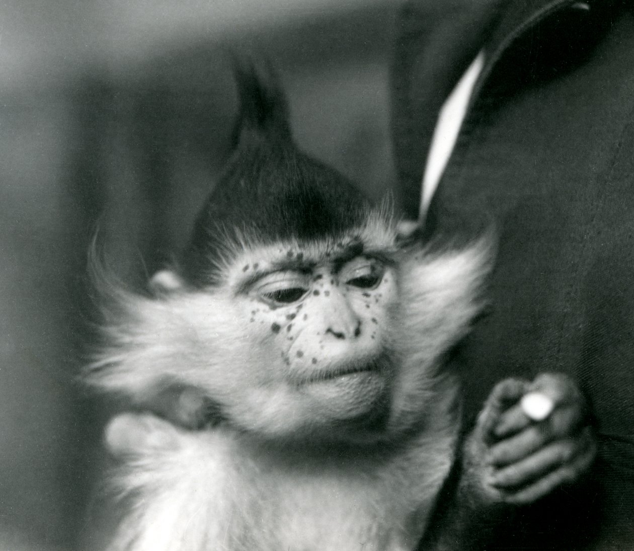 Opiekun trzyma Freckles, Black Crested lub Congo Mangabey, londyńskie zoo, 1924 autorstwa Frederick William Bond