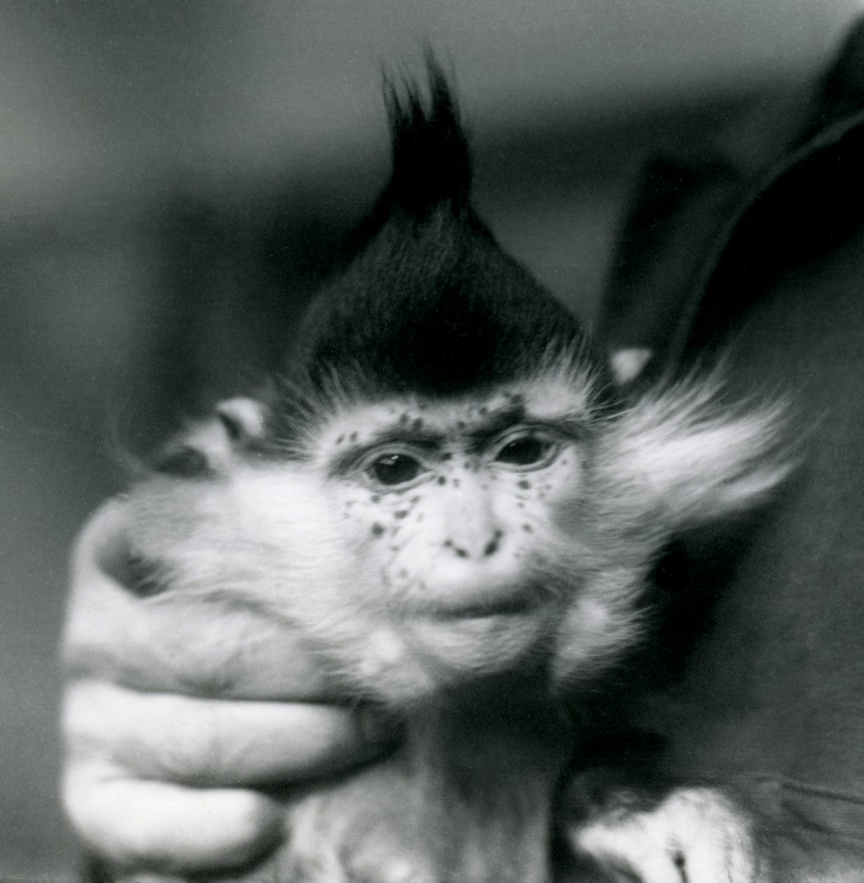 Opiekun trzyma Freckles, Black Crested lub Congo Mangabey, londyńskie zoo, 1924 autorstwa Frederick William Bond
