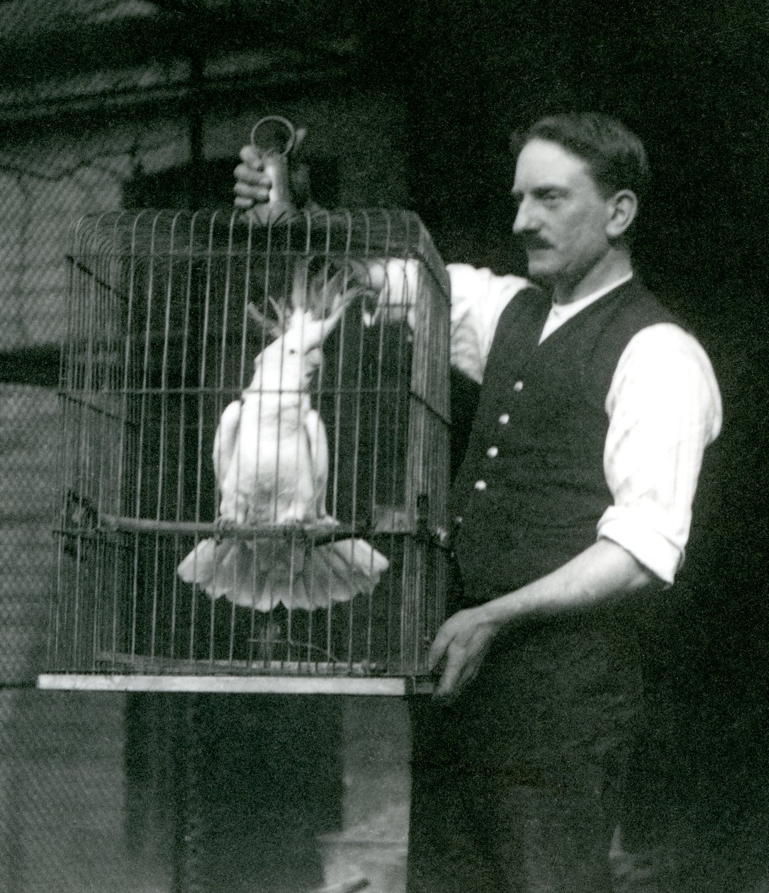 Opiekun trzyma kakadu czubatego siarki, Jade, w klatce w londyńskim zoo w październiku 1924 r. autorstwa Frederick William Bond