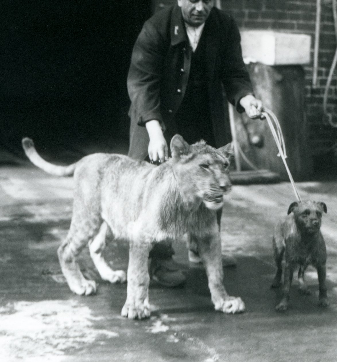 Opiekun wyprowadzający psa i młodego lwa na spacer, londyńskie zoo, sierpień 1925 (zdjęcie czarno-białe) autorstwa Frederick William Bond