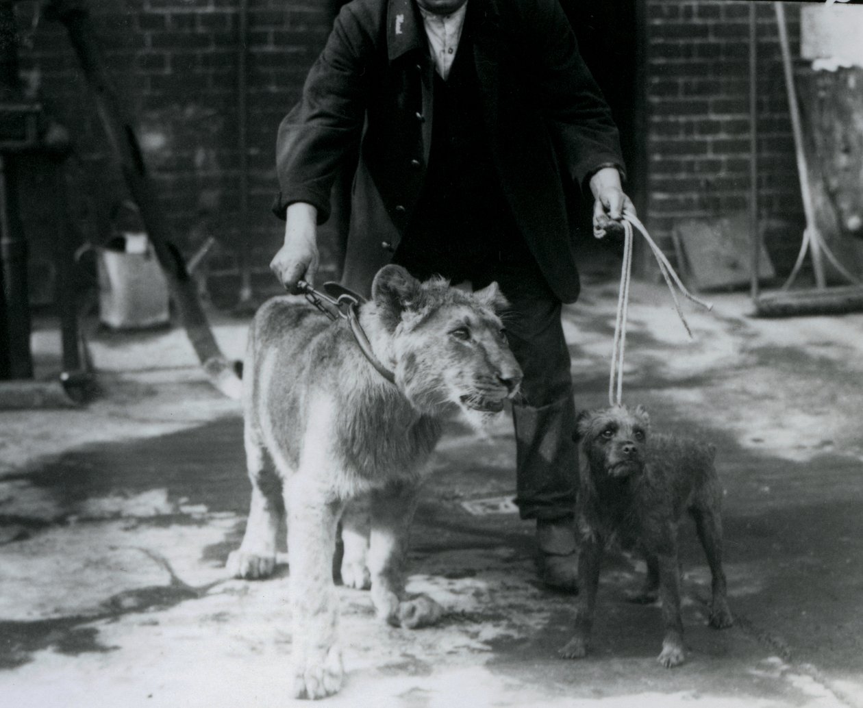 Opiekun zabierający teriera irlandzkiego i młodego lwa na spacer po smyczkach, londyńskie zoo, wrzesień 1925 autorstwa Frederick William Bond
