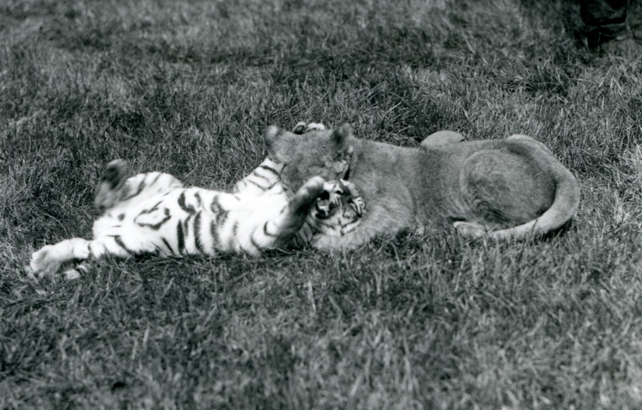 Lew i tygrys walczą na trawie, londyńskie zoo, wrzesień 1925 (zdjęcie czarno-białe) autorstwa Frederick William Bond