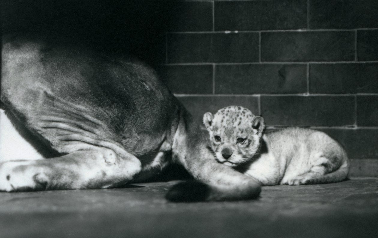 Lwiątko leży za ogonem matki, londyńskie zoo, październik 1925 r. autorstwa Frederick William Bond