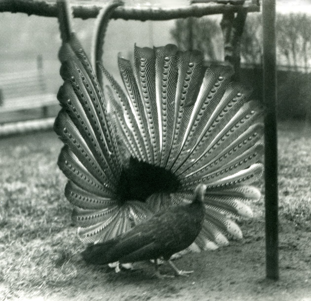 Samiec bażanta Argus Wielki pokaz zalotów Argus, z kobietą stojącą obok niego, Londyńskie Zoo, styczeń 1926 autorstwa Frederick William Bond