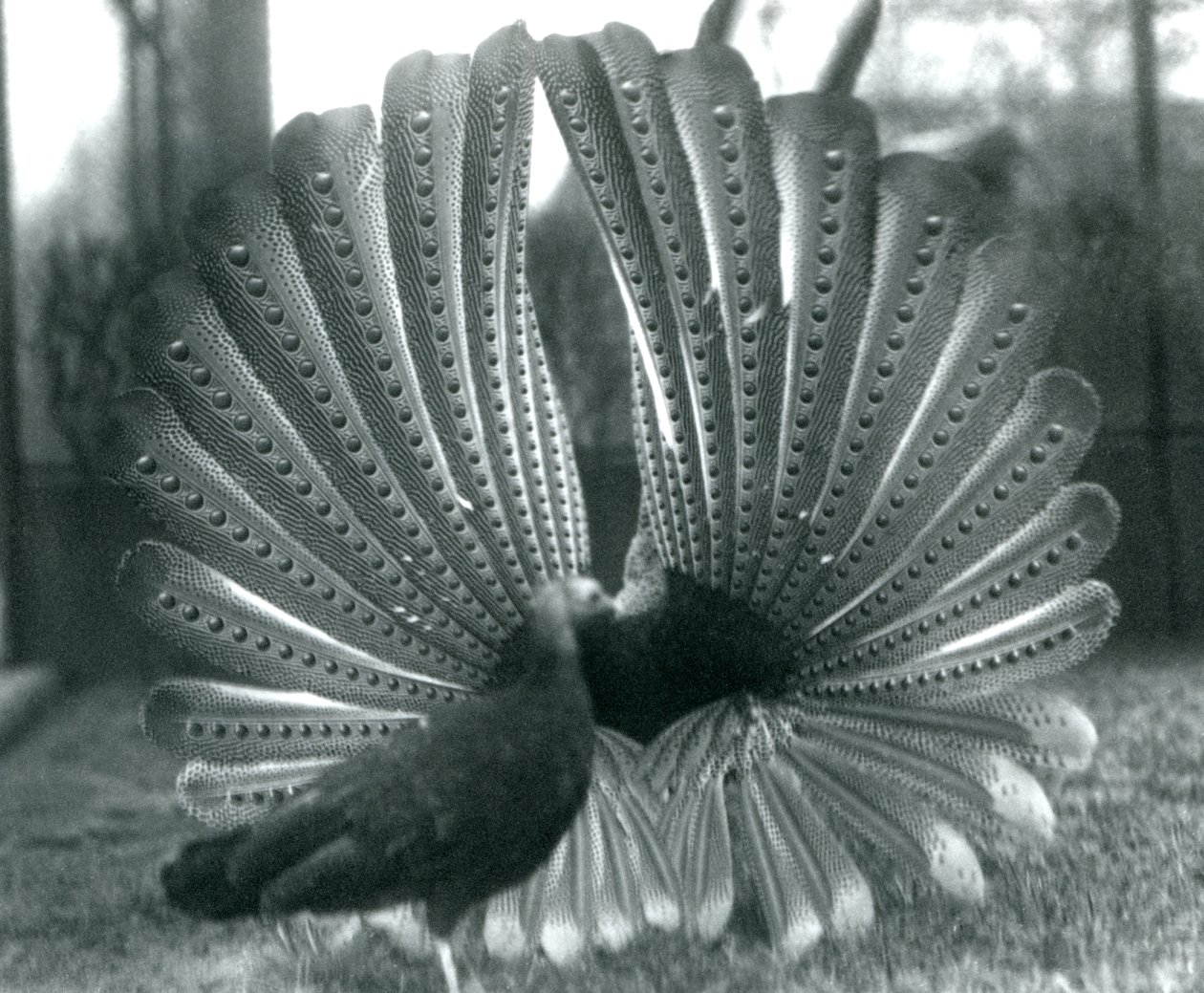 Samiec bażanta Argus Wielki pokaz zalotów Argus, z kobietą stojącą obok niego, Londyńskie Zoo, styczeń 1926 autorstwa Frederick William Bond