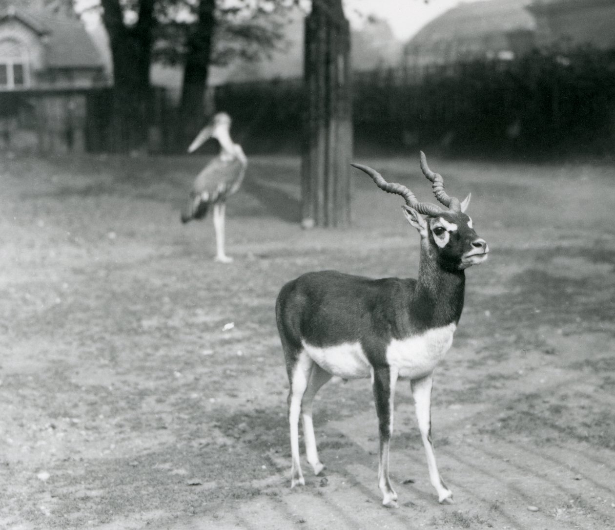 Samiec Blackbuck lub Indian Antelope stojący na padoku w londyńskim zoo, październik 1926 (zdjęcie czarno-białe) autorstwa Frederick William Bond