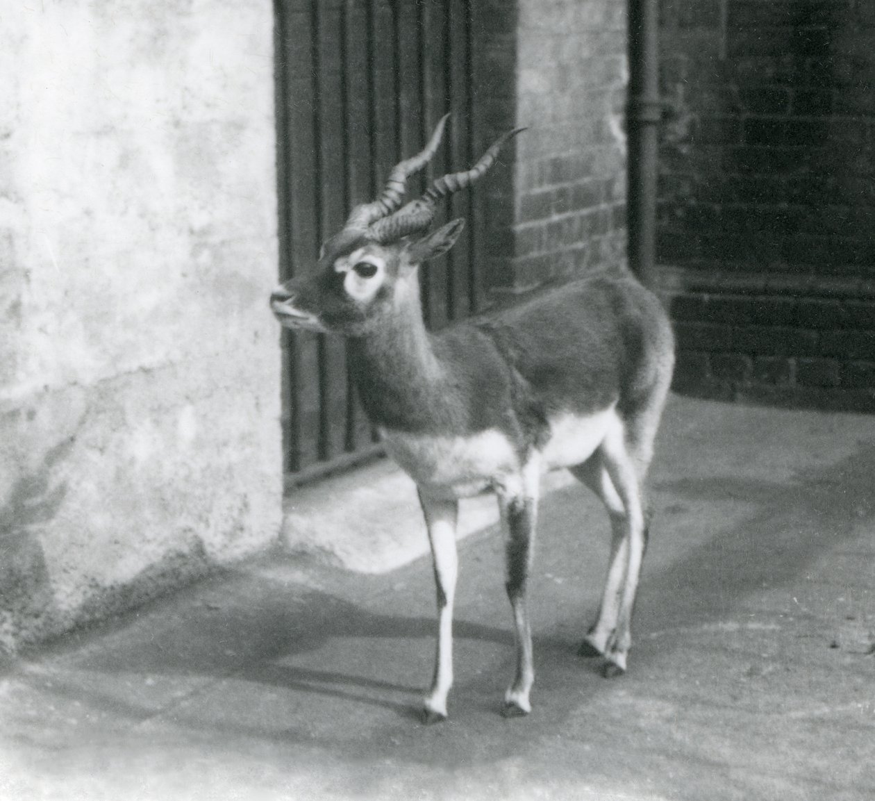 Samiec Blackbuck stojący na wybiegu w londyńskim zoo w czerwcu 1925 r. autorstwa Frederick William Bond