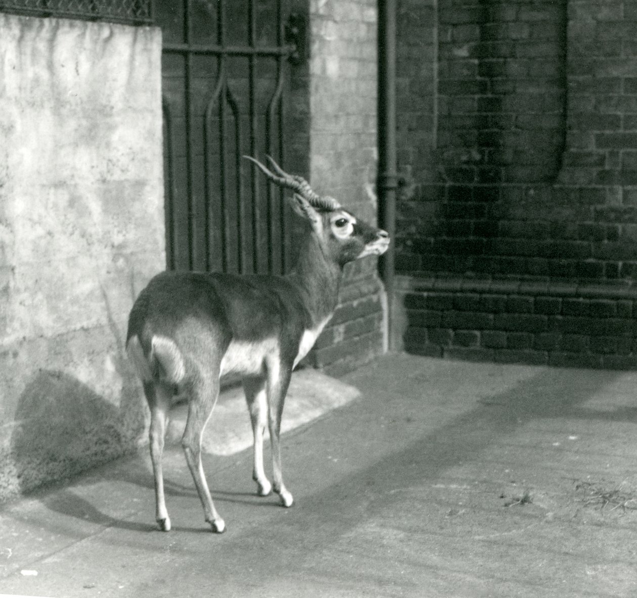 Samiec Blackbuck stojący na wybiegu w londyńskim zoo w czerwcu 1925 r. autorstwa Frederick William Bond