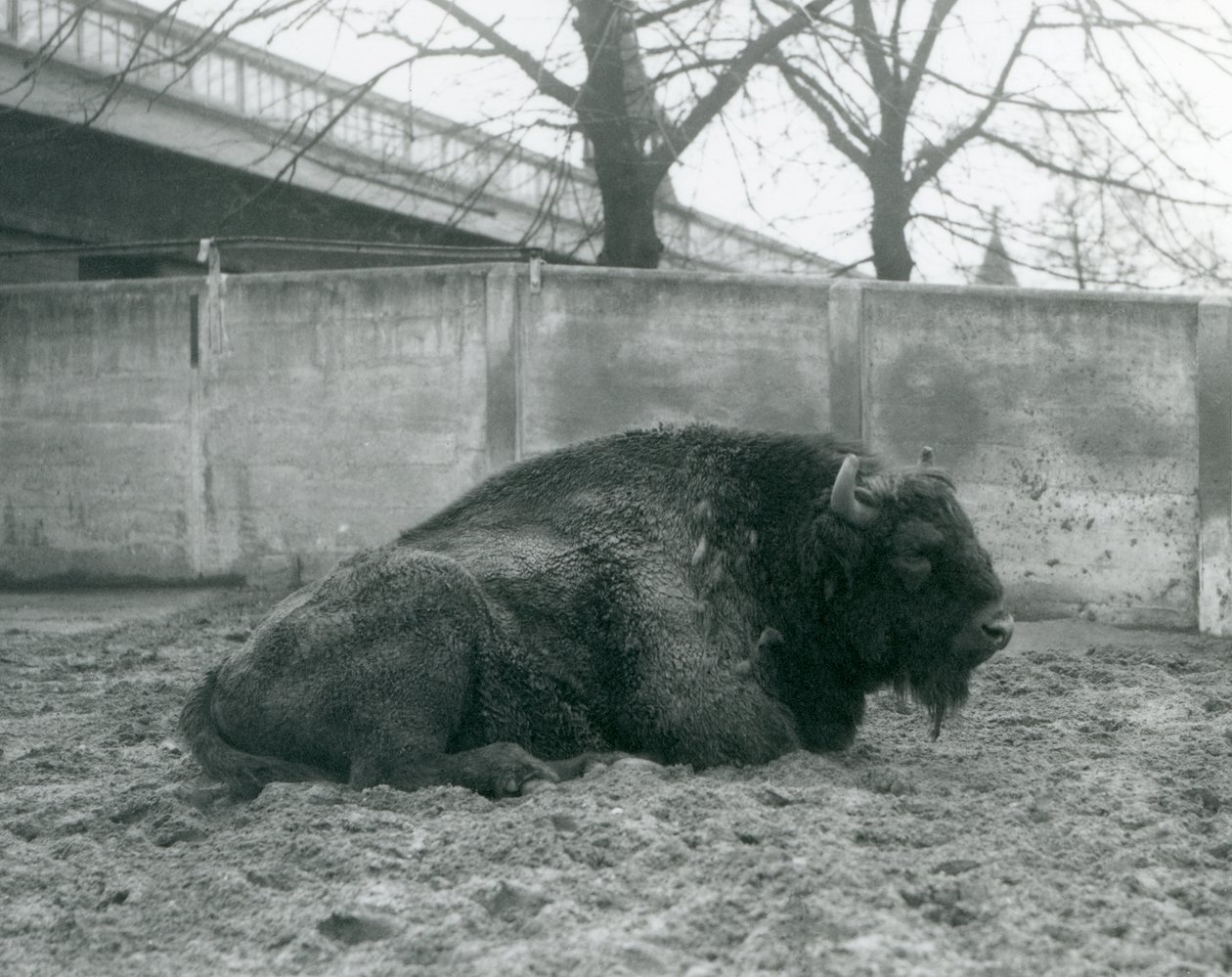 Samiec żubra leżący na trawie w swoim wybiegu, londyńskie zoo, 1927 r. autorstwa Frederick William Bond