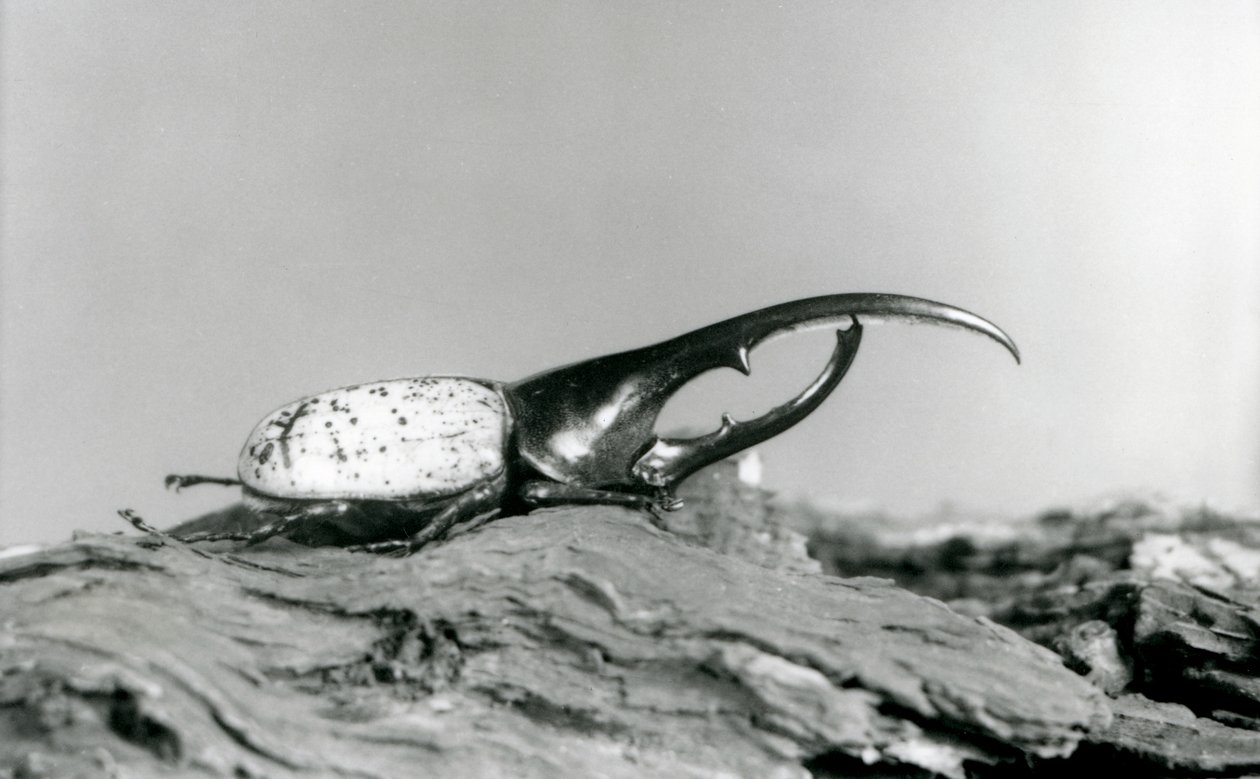 Samiec Hercules Beetle odpoczywający na korze w londyńskim zoo autorstwa Frederick William Bond