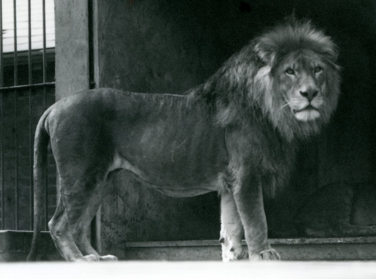 Samiec lwa w londyńskim zoo, czerwiec 1924 autorstwa Frederick William Bond
