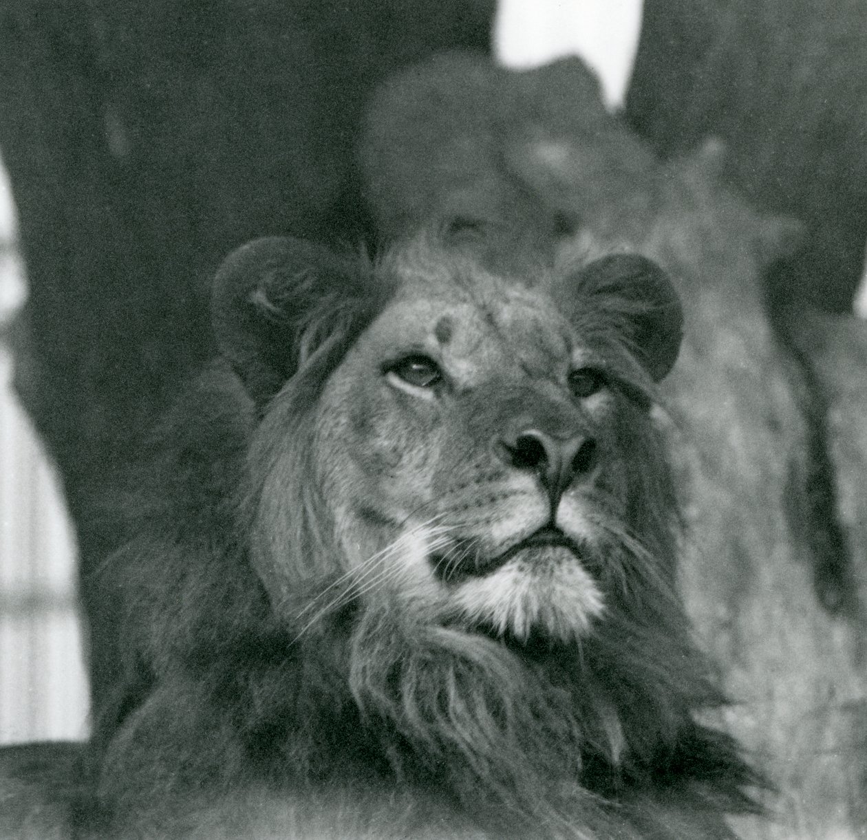 Samiec lwa w londyńskim zoo w 1929 roku (zdjęcie czarno-białe) autorstwa Frederick William Bond