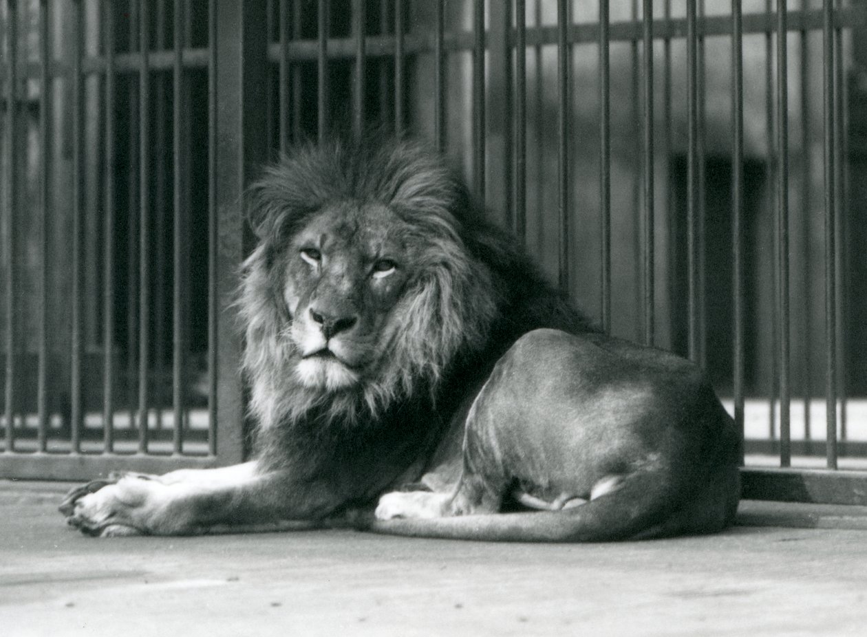 Samiec lwa leżący przy kratach swojego wybiegu, londyńskie zoo, wrzesień 1927 r. autorstwa Frederick William Bond