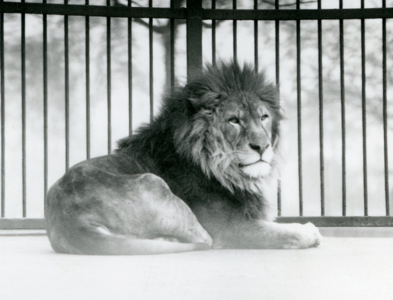 Samiec lwa odpoczywający w swojej zagrodzie w londyńskim zoo w marcu 1925 r. autorstwa Frederick William Bond