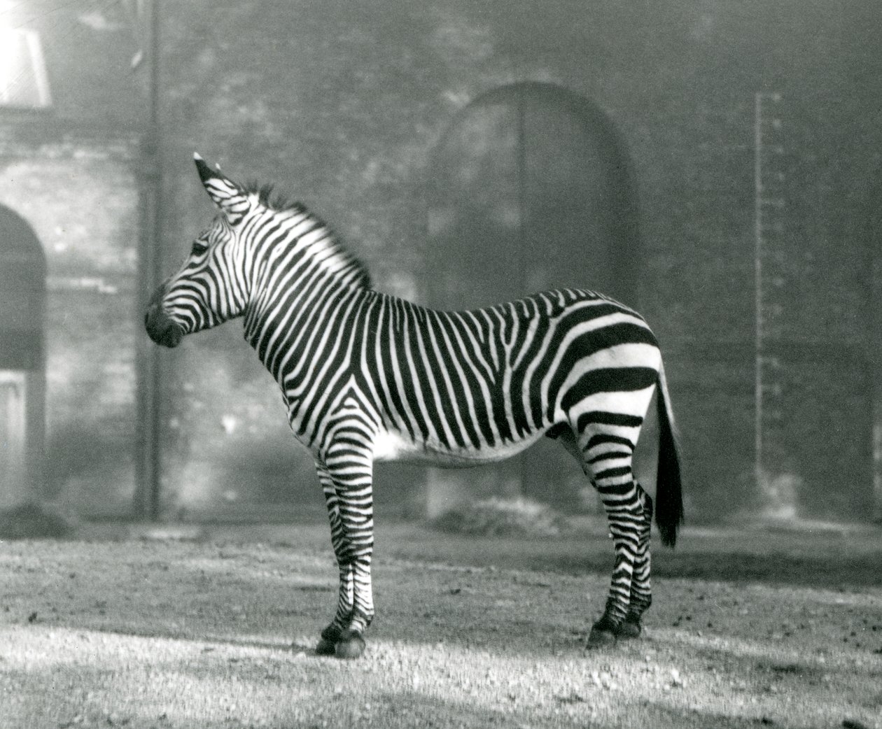 Samiec Zebra górska x Hartmanns Zebra górska stojący na swoim padoku w londyńskim zoo we wrześniu 1927 r. autorstwa Frederick William Bond