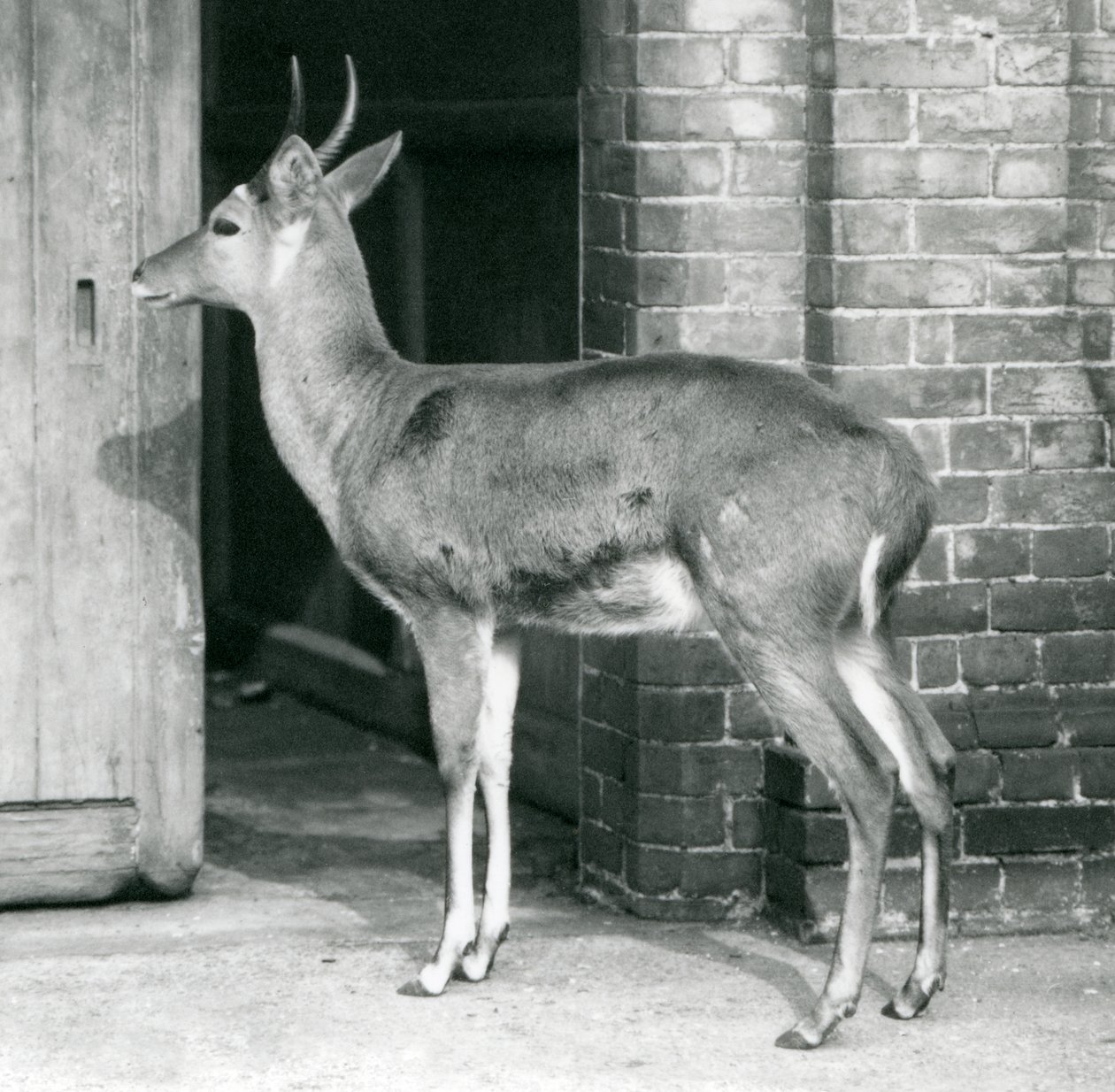 Samiec SouthernCommon Reedbuck lub Reitbok stojący przy drzwiach domu antylop, londyńskie zoo, 6 października 1927 autorstwa Frederick William Bond