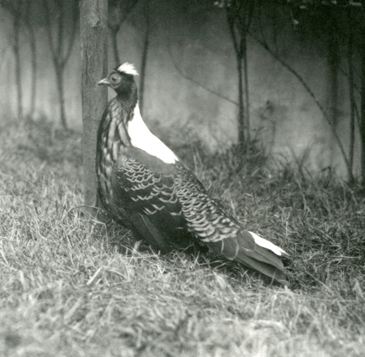 Samiec bażanta Swinhoes w londyńskim zoo, wrzesień 1923 autorstwa Frederick William Bond