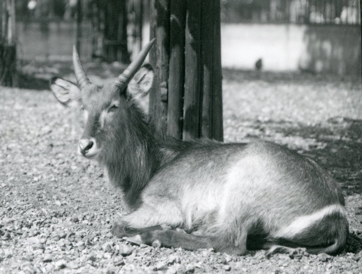 Samiec Kobus ellipsiprymnus, siedzący na swoim wybiegu w londyńskim zoo, lata 20. autorstwa Frederick William Bond