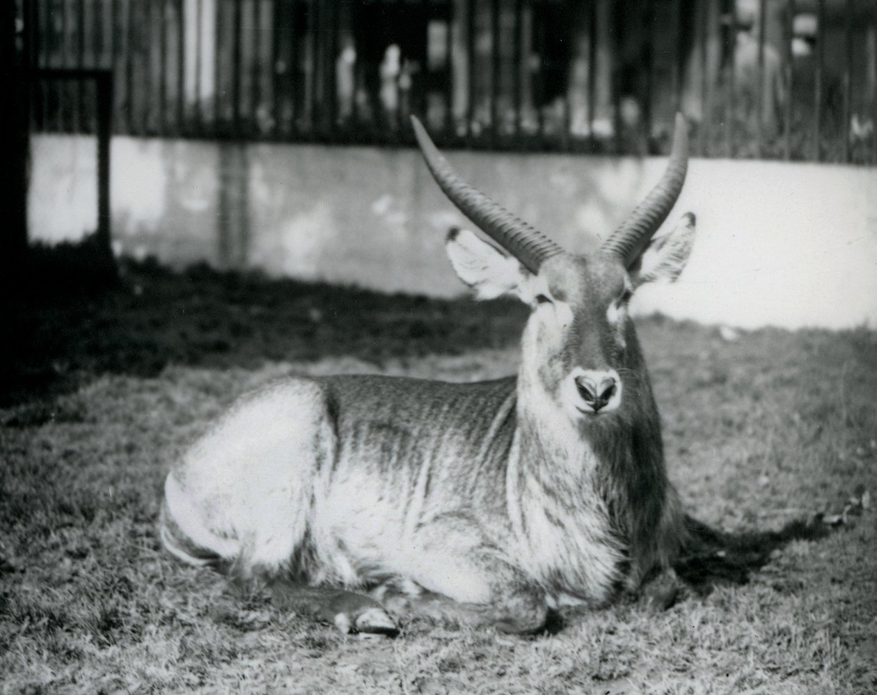 Samiec kozła wodnego leżący na trawie na swoim padoku w londyńskim zoo w 1928 roku (zdjęcie czarno-białe) autorstwa Frederick William Bond