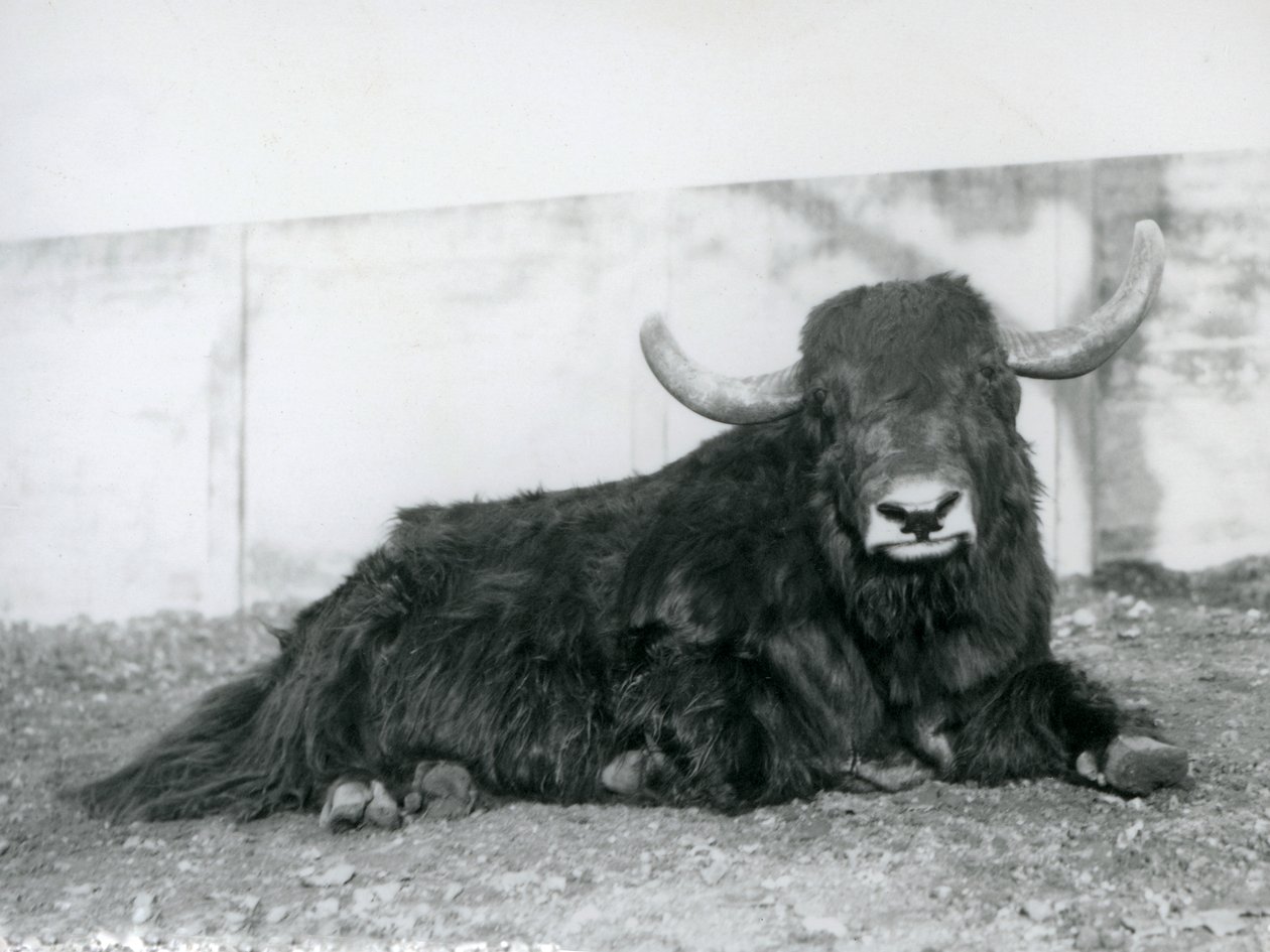 Samiec Jaka leżący w swojej zagrodzie w londyńskim zoo w 1928 roku (zdjęcie czarno-białe) autorstwa Frederick William Bond