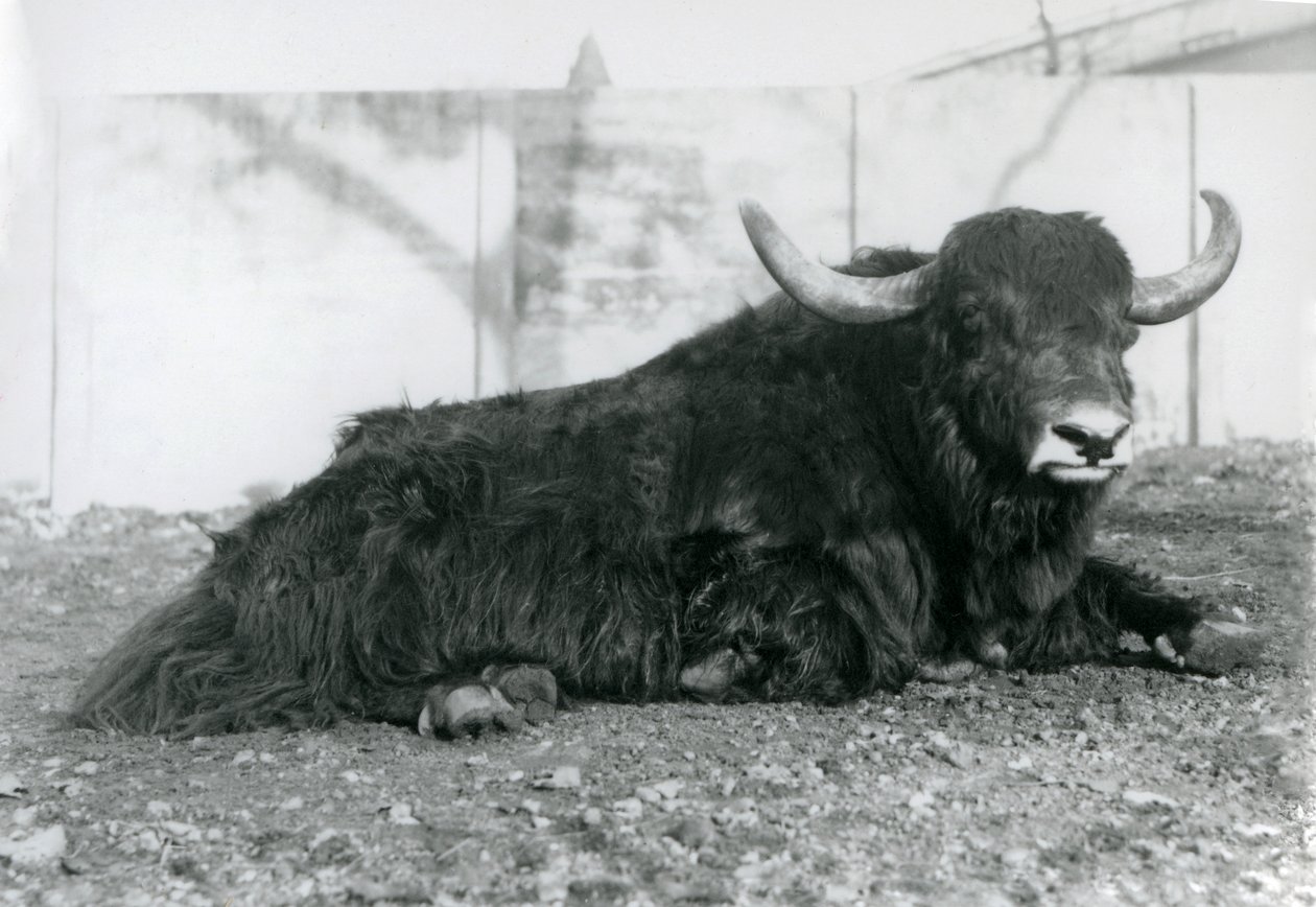 Samiec Jaka leżący w swoim wybiegu w londyńskim zoo w sierpniu 1928 r. (zdjęcie czarno-białe) autorstwa Frederick William Bond