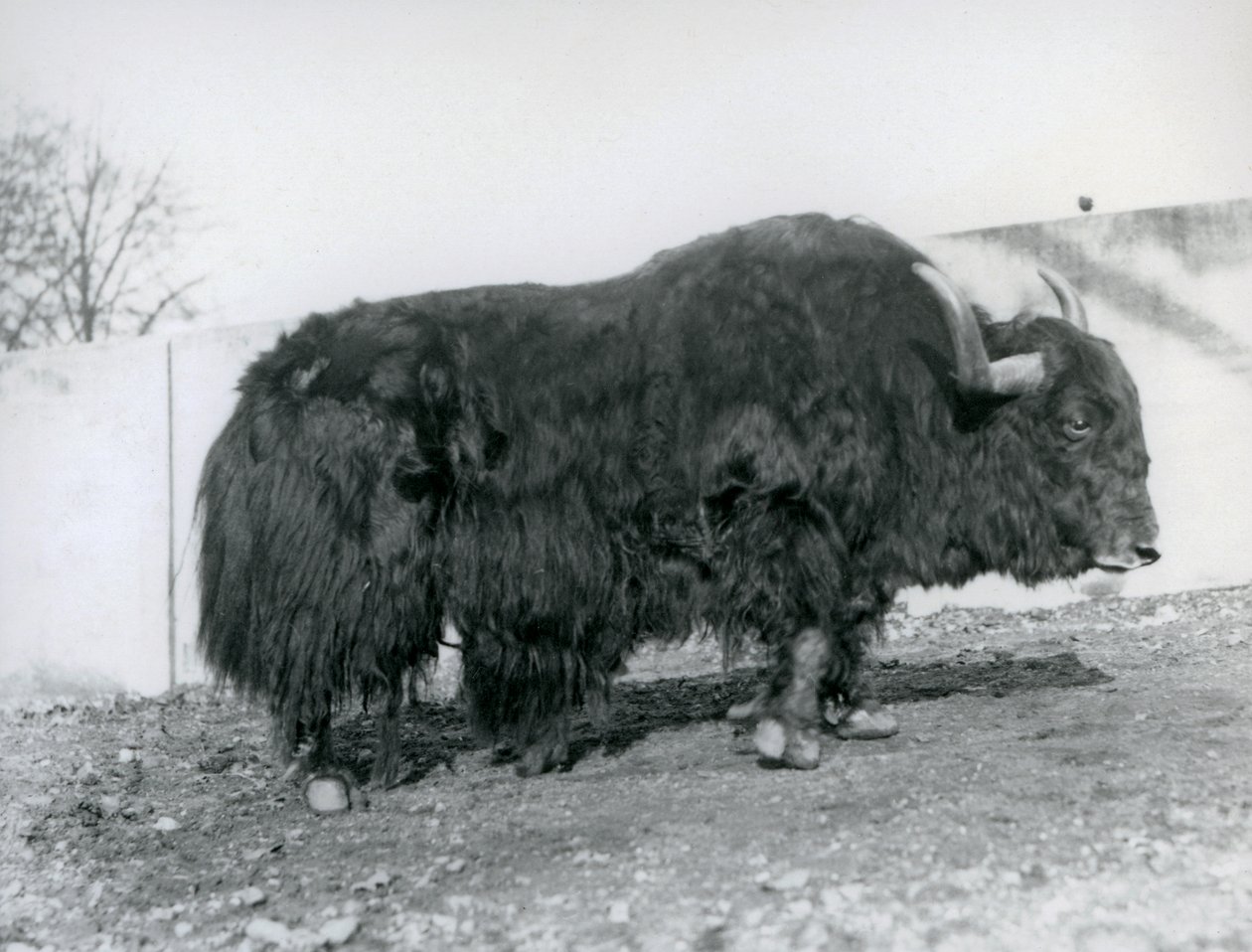 Samiec jaka stojącego na swoim padoku w londyńskim zoo w 1928 r. (zdjęcie czarno-białe) autorstwa Frederick William Bond