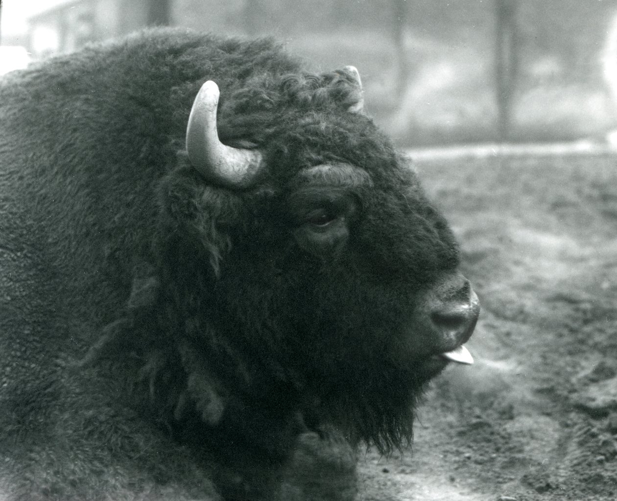 Samiec/byk żubr, londyńskie zoo, luty 1928 (zdjęcie czarno-białe) autorstwa Frederick William Bond