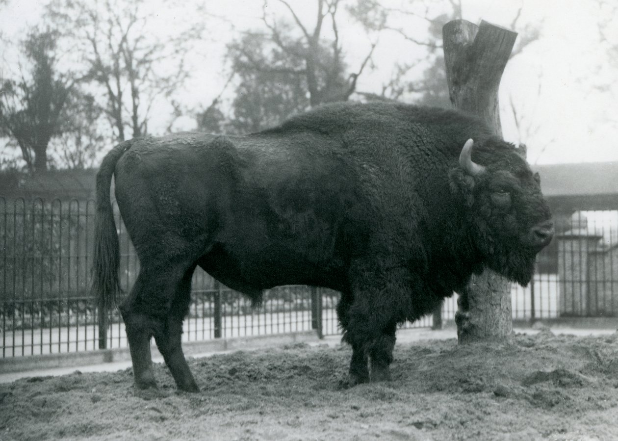 Samiec żubr stojący na trawie w swoim padoku. Londyńskie zoo, październik 1927. Bezbronne żubry są również znane jako żubry lub żubry. autorstwa Frederick William Bond