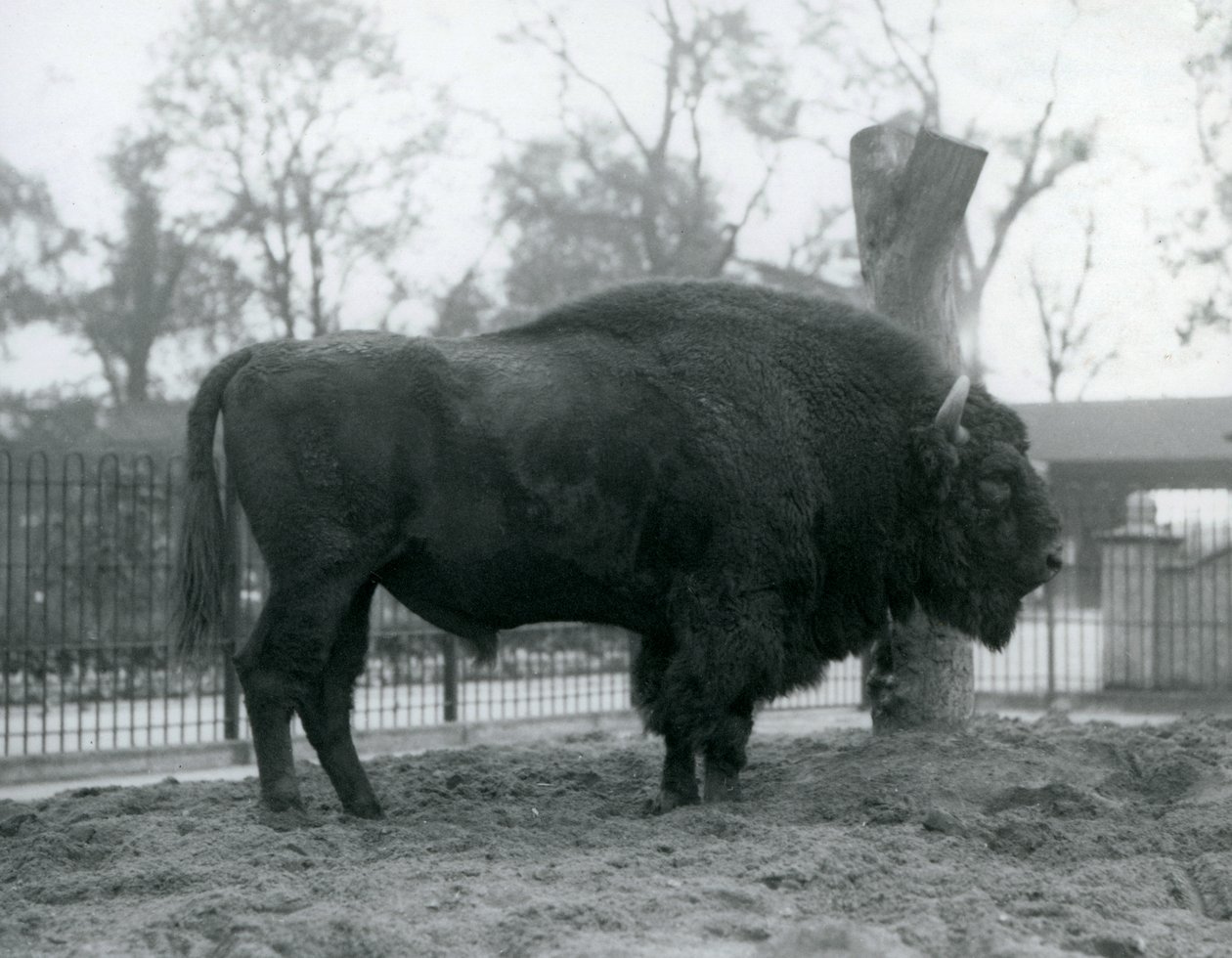 Samiec żubr stojący na trawie w swoim padoku. Londyńskie zoo, październik 1927. Bezbronne żubry są również znane jako żubry lub żubry. autorstwa Frederick William Bond