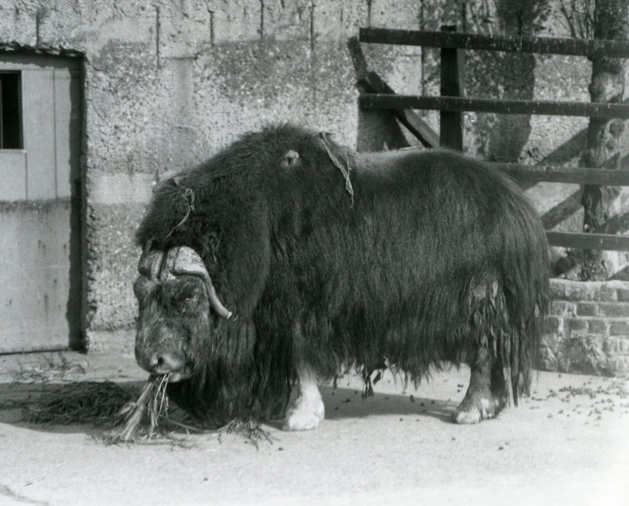 Dojrzały byk Muskox, również pisany wół piżmowy i stojący wół piżmowy, jedzący na swoim padoku w londyńskim zoo w 1931 r. (zdjęcie czarno-białe) autorstwa Frederick William Bond