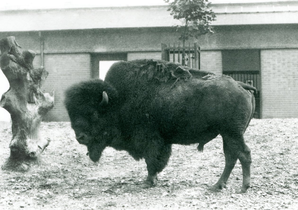Zagrożony amerykański byk BizonBuffalo stojący na wybiegu, londyńskie zoo, 1927 r. autorstwa Frederick William Bond