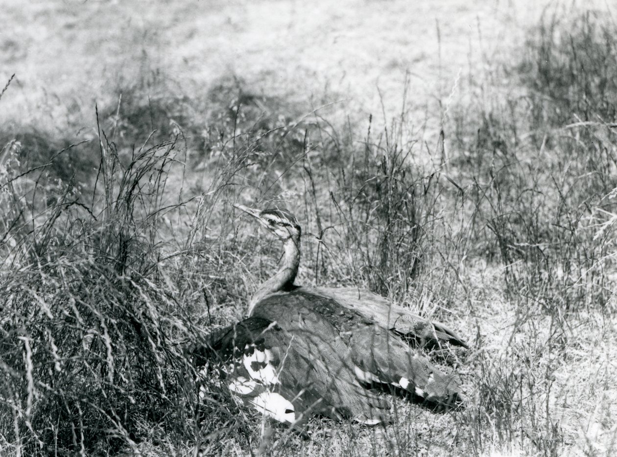 Prawie zagrożony drop arabski, rozkładający skrzydła blisko ziemi, wśród kawałka wysokiej trawy, Londyńskie Zoo, lipiec 1925 autorstwa Frederick William Bond