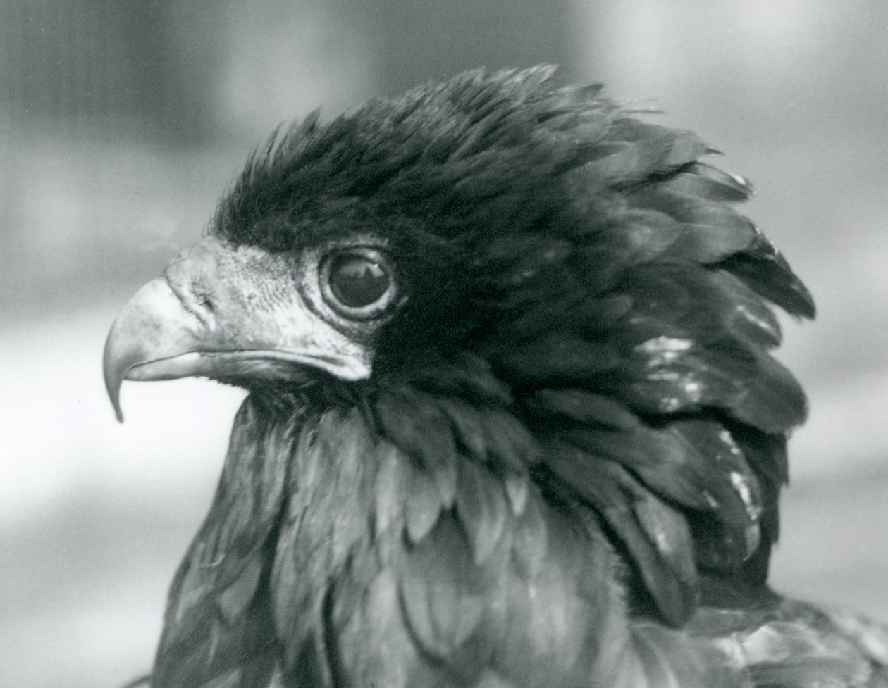 Niemal zagrożony orzeł Bateleur w londyńskim zoo w 1927 r. autorstwa Frederick William Bond