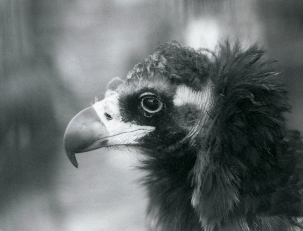 Prawie zagrożony wyginięciem euroazjatycki sęp czarny w londyńskim zoo, 1927 r. autorstwa Frederick William Bond