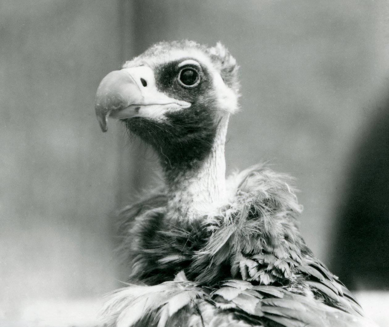 Bliski zagrożenia euroazjatycki sęp czarny w londyńskim zoo, lipiec 1926 r. autorstwa Frederick William Bond