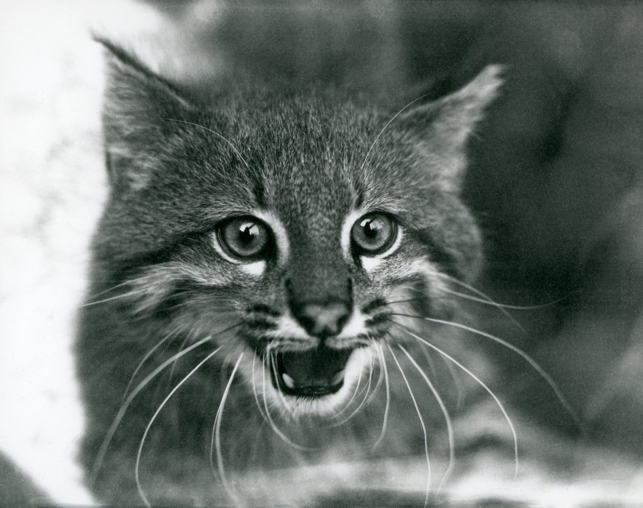 Prawie zagrożony kot pampasowy / kot Pantanal / colocolo w londyńskim zoo w 1929 r. (zdjęcie czarno-białe) autorstwa Frederick William Bond