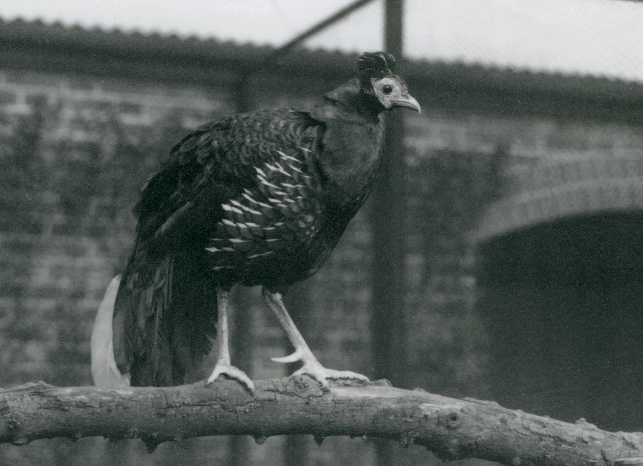 Prawie zagrożony ogień Viellots lub Crested fireback, stojący na gałęzi, londyńskie zoo, 1927 autorstwa Frederick William Bond