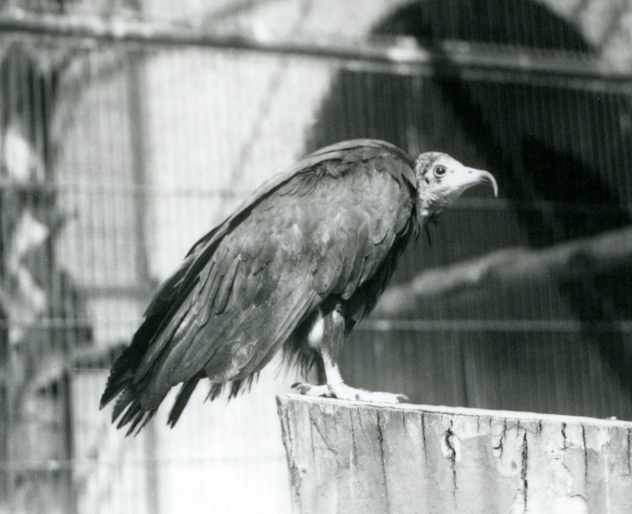 Obecnie krytycznie zagrożony sęp kapturowy stojący na kłodzie, londyńskie zoo, wrzesień 1925 autorstwa Frederick William Bond