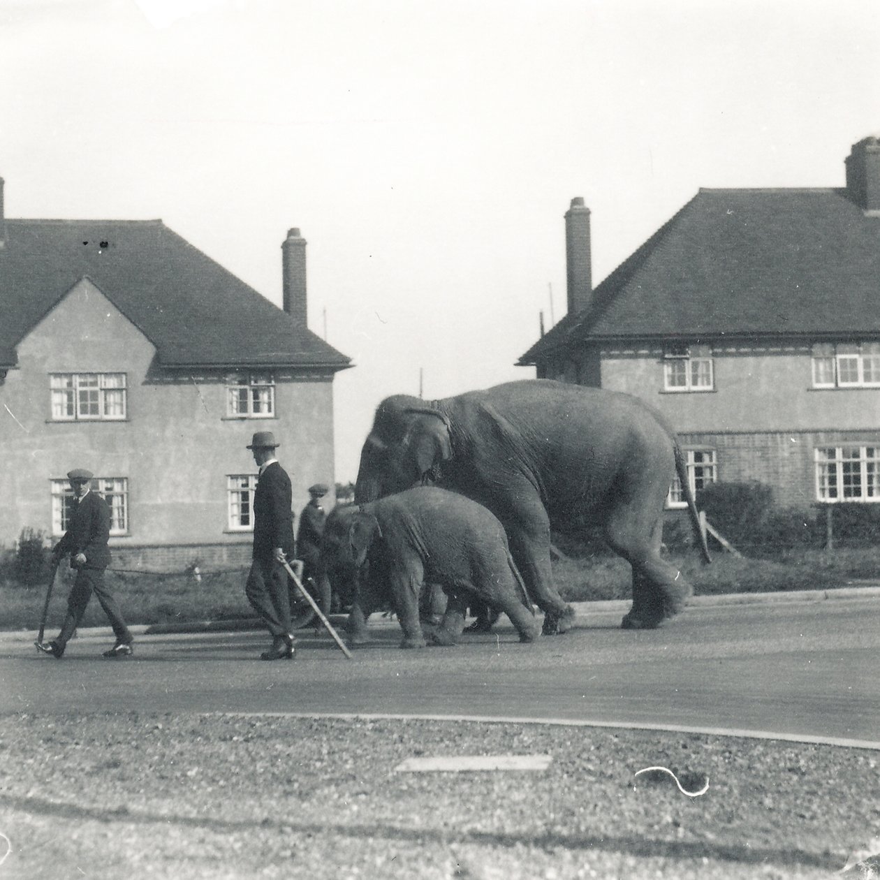 Para słoni indyjskich wędrująca z Tilbury do ZSL Whipsnade autorstwa Frederick William Bond