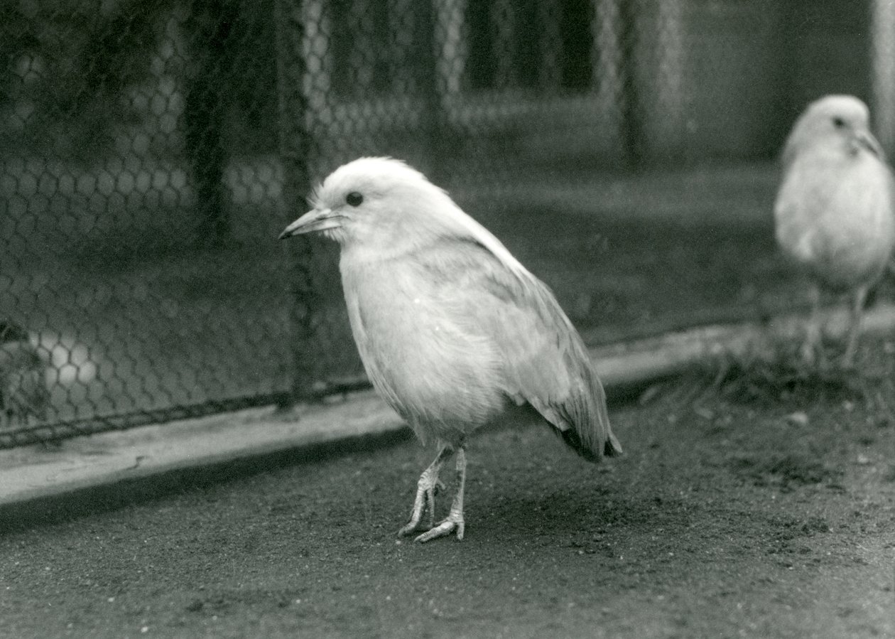 Para Kagusów, lub Cagous, stojących na podłodze ich zagrody w londyńskim zoo, 1927 autorstwa Frederick William Bond